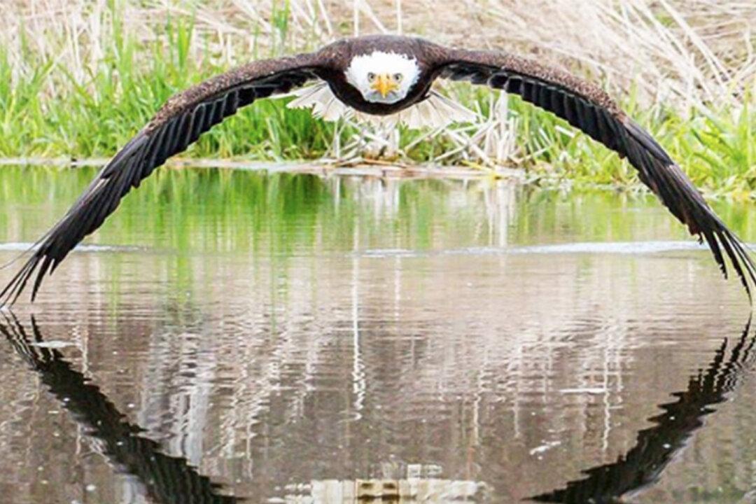Stunning: Photographer Captures Image of Close Encounter With a Bald Eagle