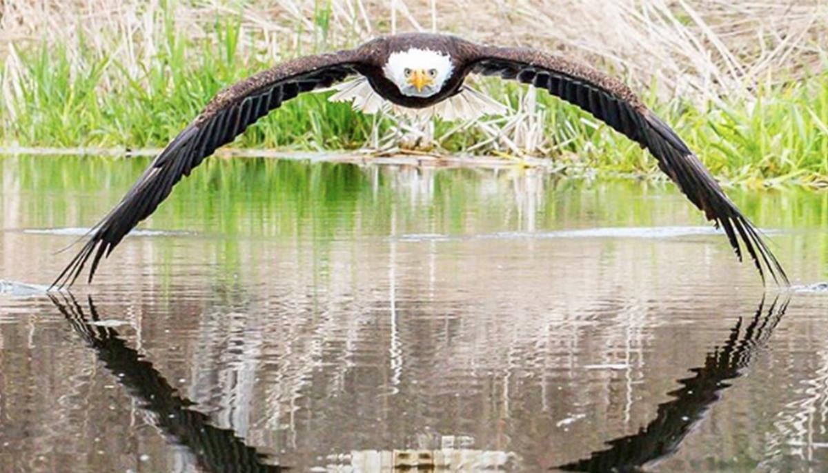 Stunning: Photographer Captures Image of Close Encounter With a Bald Eagle