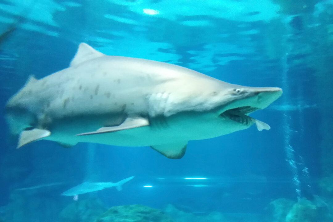 Video: People Rush Out of Water as Sharks Feed Just off Myrtle Beach