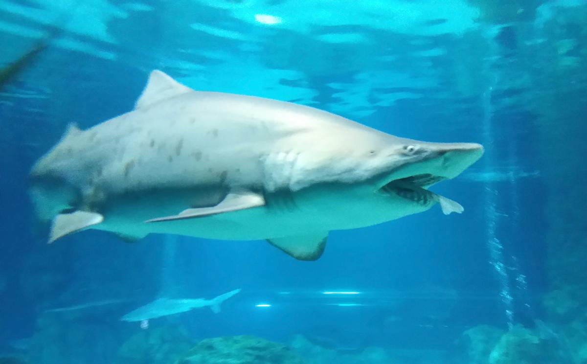 Video: People Rush Out of Water as Sharks Feed Just off Myrtle Beach