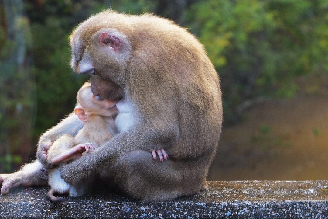 Heartbreaking Photo Shows Grief-Stricken Monkey Cradling Her ‘Lifeless’ Baby–Then a ’Miracle' Occurs