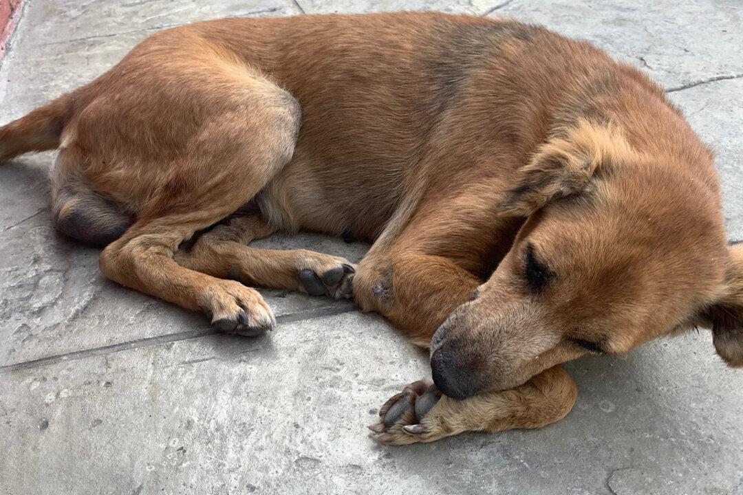 Sick Dog Lived on Street for 11 Years. When He Slept on a Lady’s Porch, His Life Changed