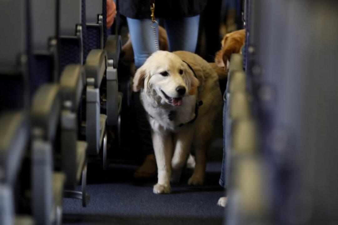 Department of Transportation Proposes Ban of Support Animals on Flights