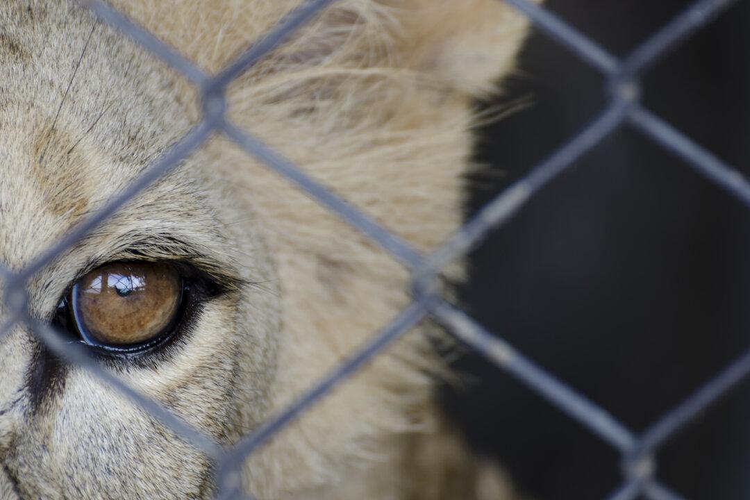 Lion Chained to Rusty Truck for 20 Years, Watch the Moment He Finally Walks Free