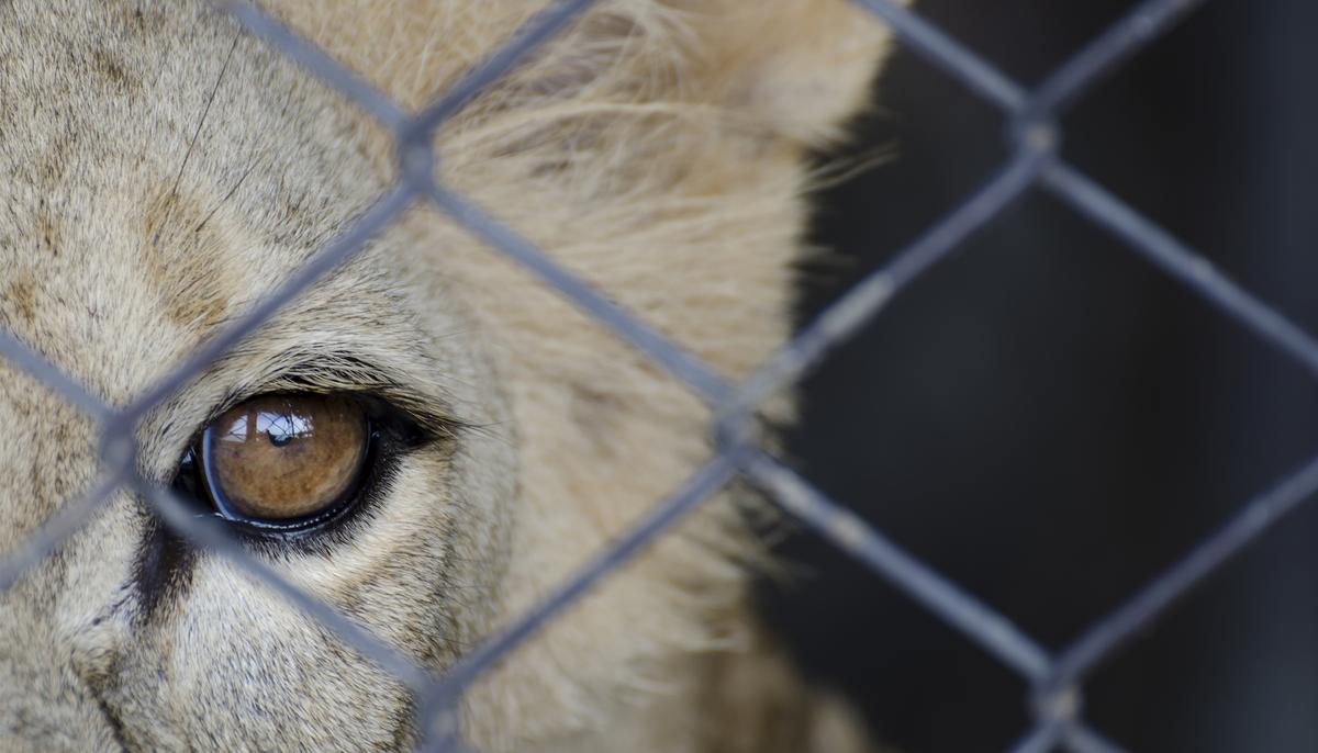 Lion Chained to Rusty Truck for 20 Years, Watch the Moment He Finally Walks Free