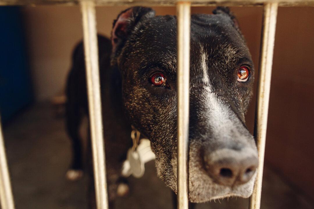 Video: Pit Bull Sheds Tears After He Realizes Owners Dropped Him Off at the Shelter