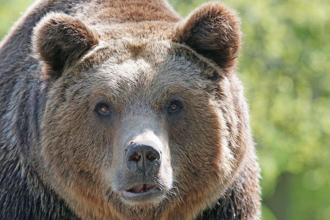 13-Year-Old Sleeping Boy Bitten on Face by a Bear in Campground