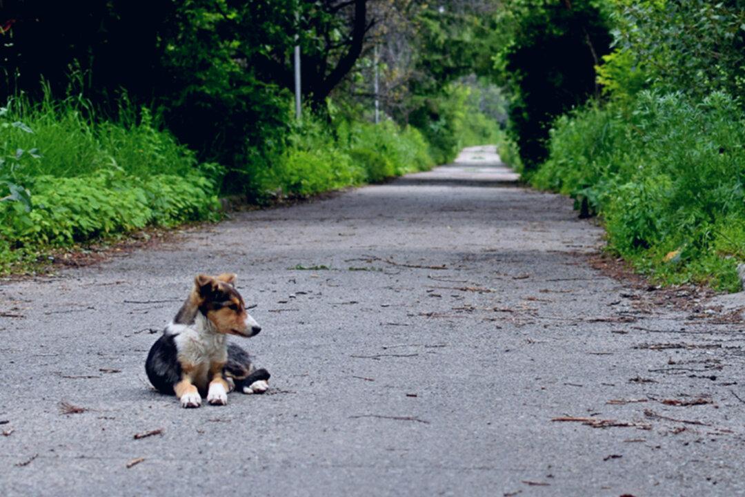Sad Dog Runs Away From Home Every Day, Puzzled Man Then Follows Him to Graveyard