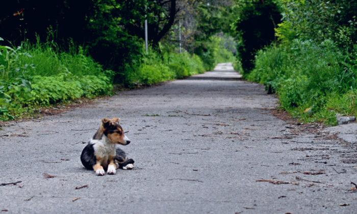 Sad Dog Runs Away From Home Every Day, Puzzled Man Then Follows Him to Graveyard