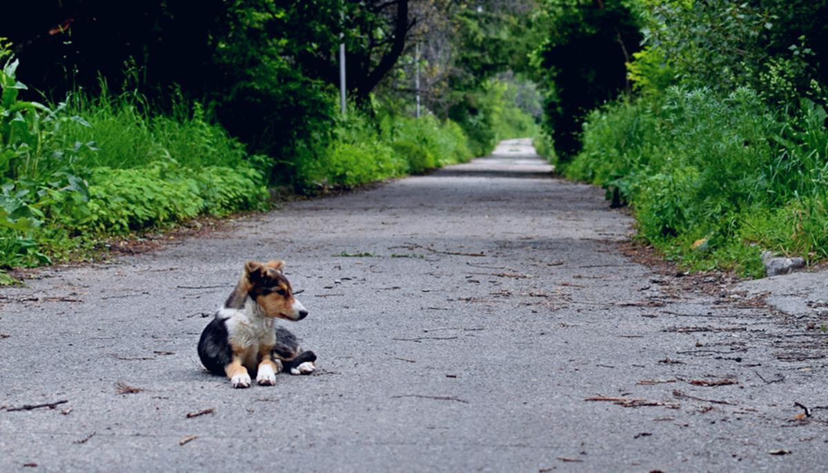 Sad Dog Runs Away From Home Every Day, Puzzled Man Then Follows Him to Graveyard