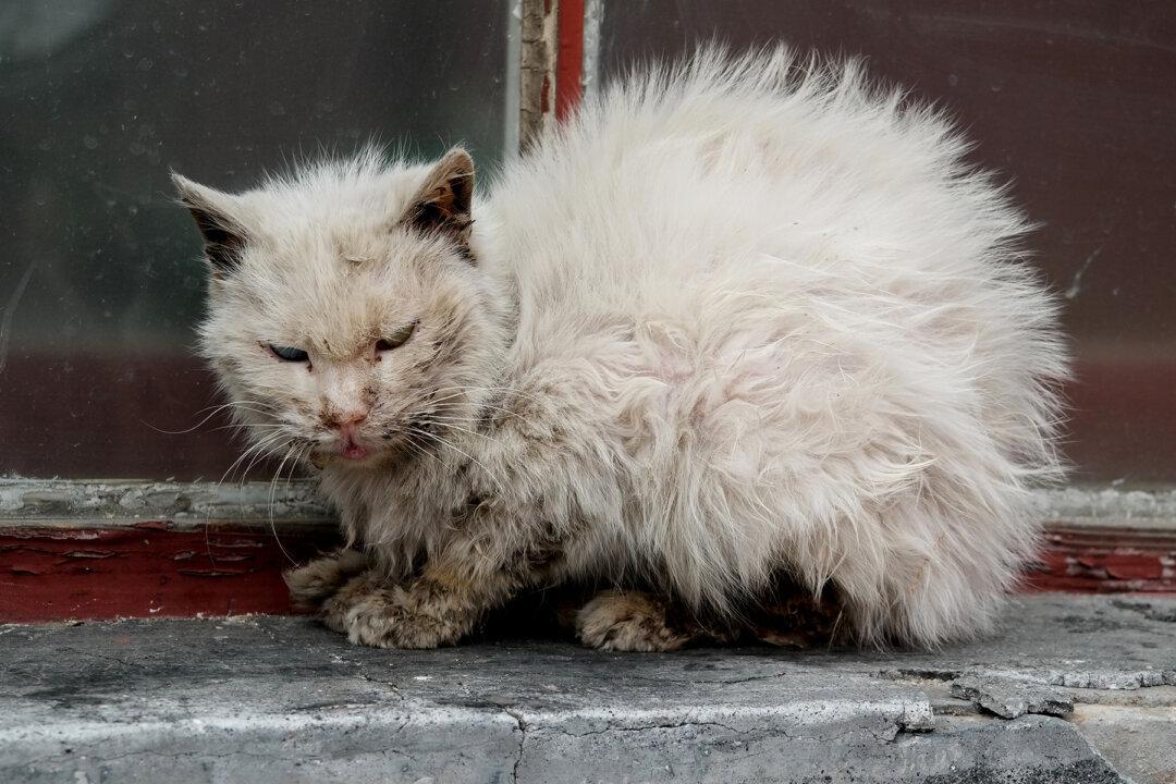 People Were Told Not to Touch ‘Ugly Cat,’ One Man Does and It Changed His Life