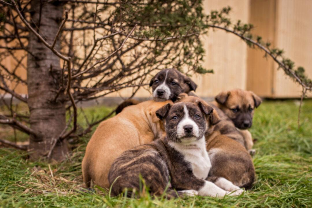 Good Samaritan Sees Driver Toss Garbage Bag Out Car Window, Calls Cops on Seeing What’s Inside