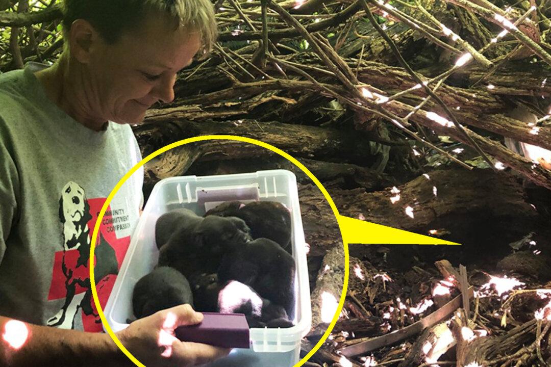 Dog With Broken Foot Gives Birth to 13 Pups, Then Insists on Carrying Them to Safety
