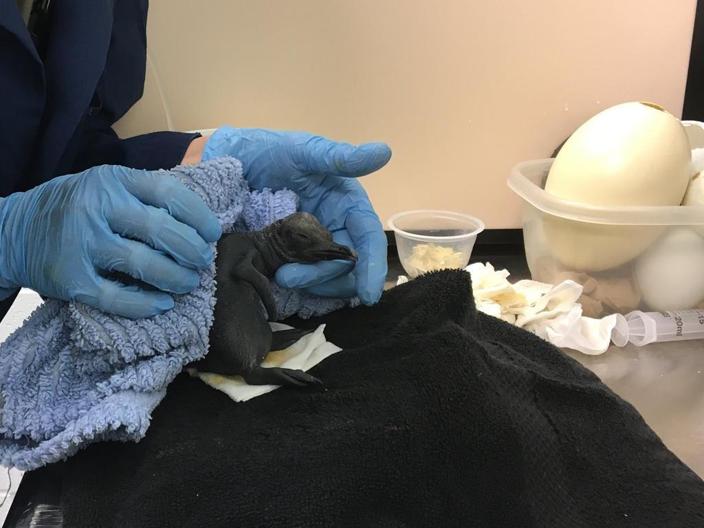 Calgary Zoo Keeps Unhatched King Penguin Chick Alive by Patching Cracked Egg