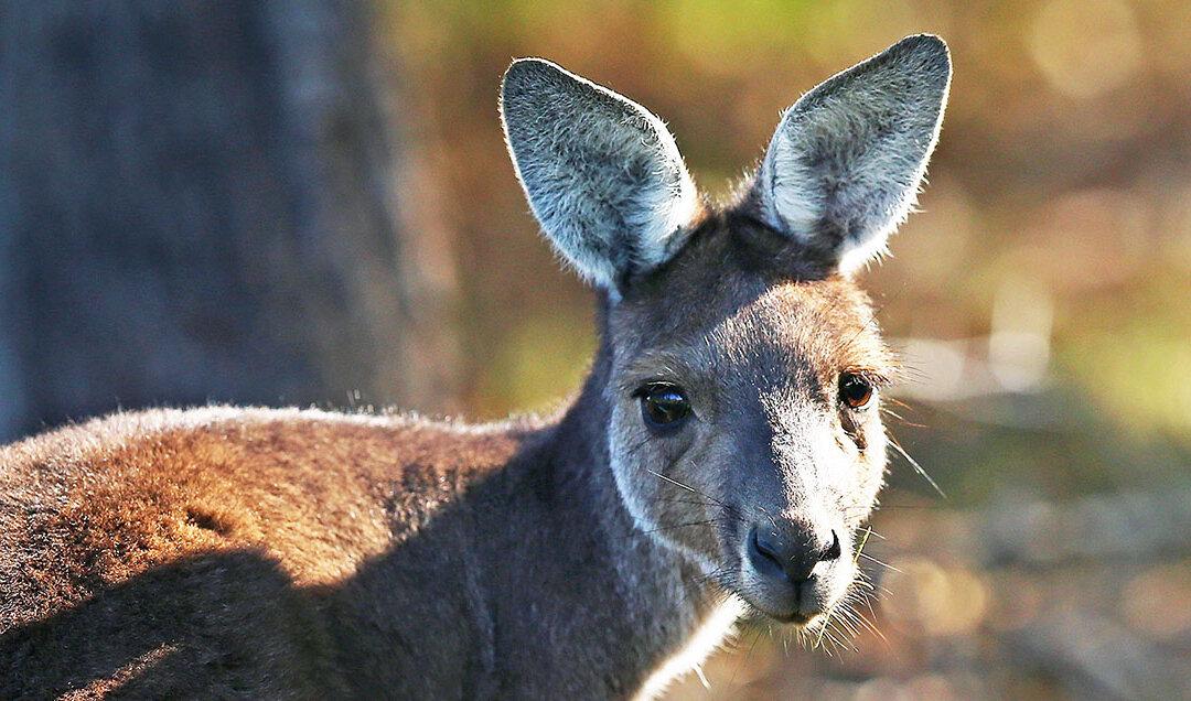 Growing Push to Save Kangaroos on Death Row