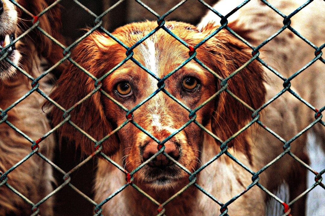 Delaware Becomes the First No-Kill State for Animal Shelters