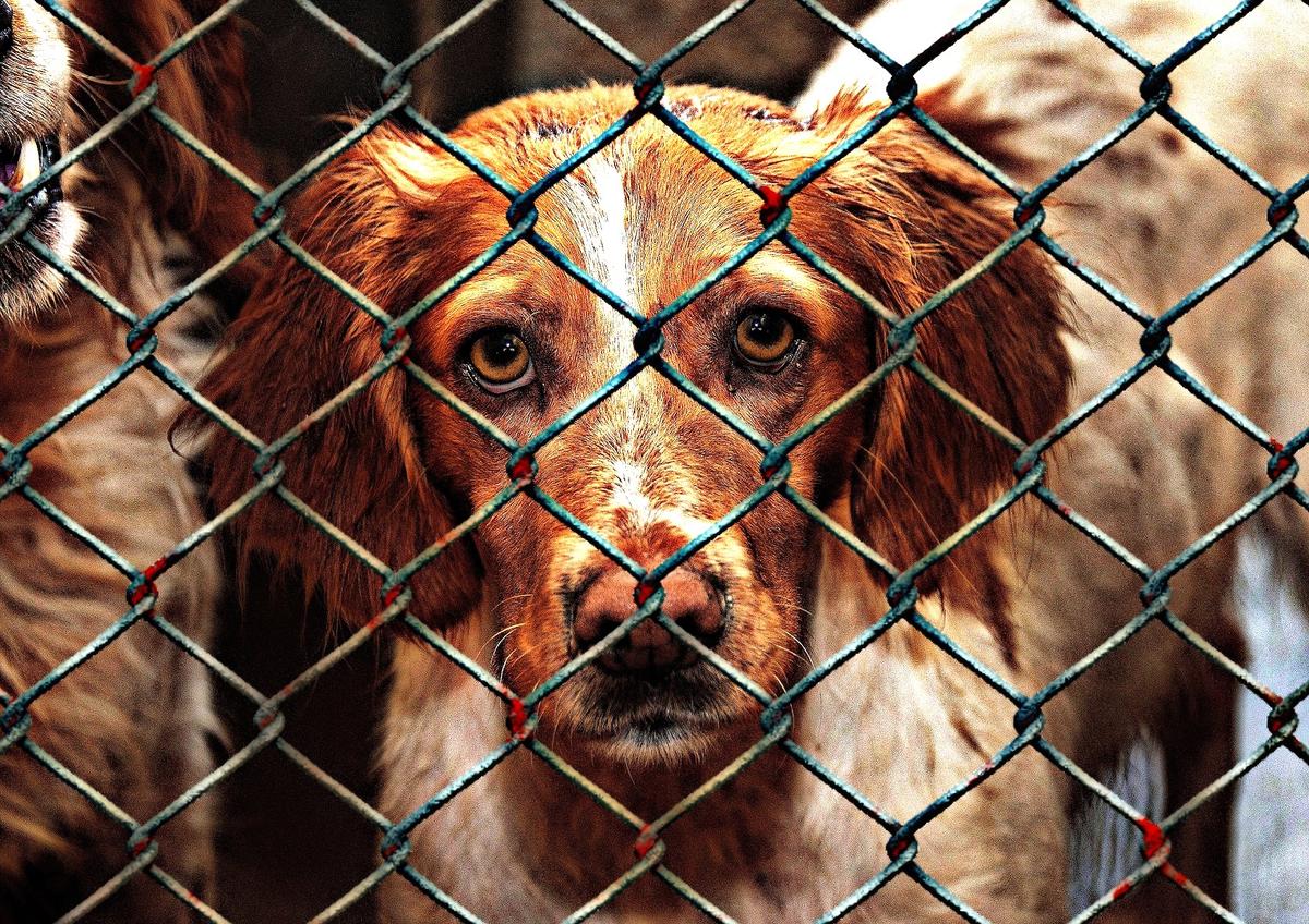 Delaware Becomes the First No-Kill State for Animal Shelters