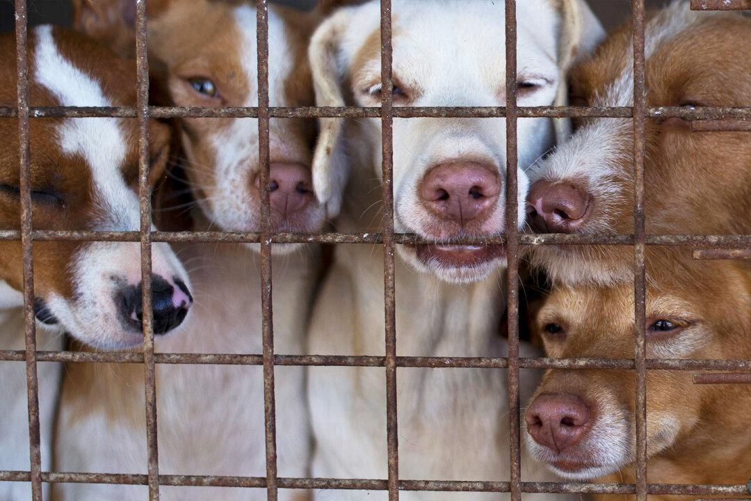 Delaware Is First and Only No-kill State With 92.9 Percent of Its Shelter Animals Saved