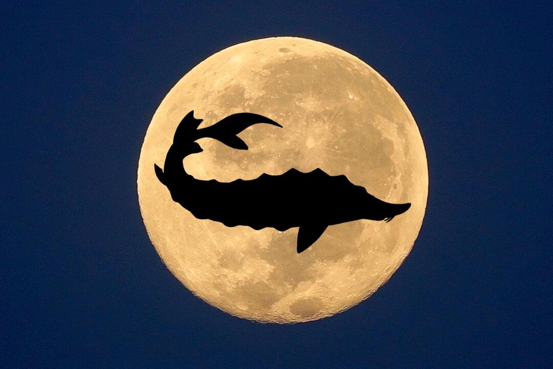 August Full Moon: A Splendid Sturgeon Moon Is Set to Illuminate the Skies This Week