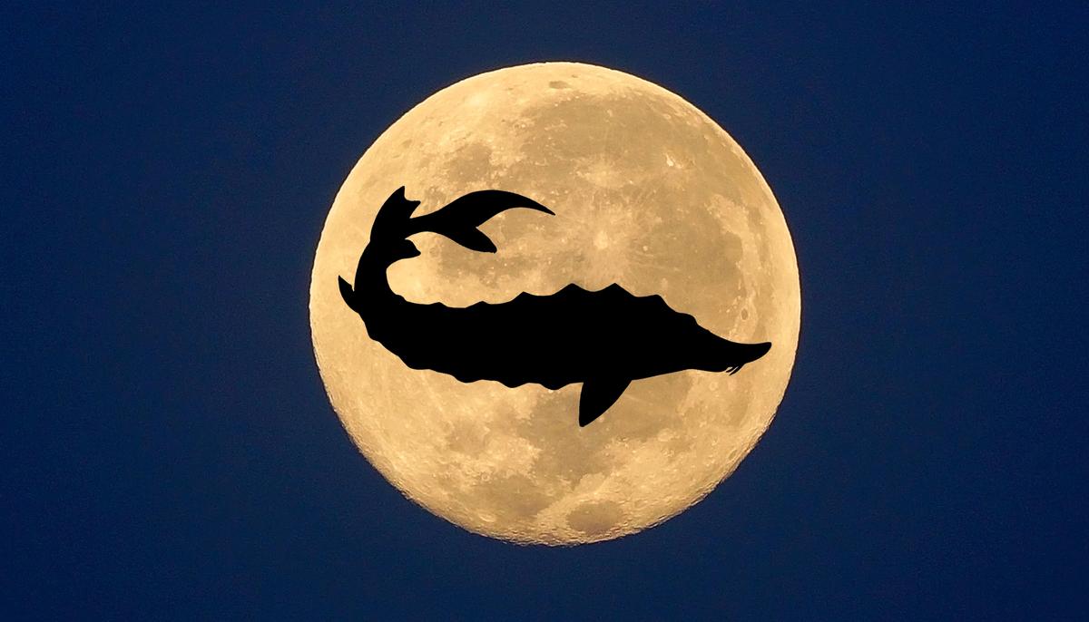 August Full Moon: A Splendid Sturgeon Moon Is Set to Illuminate the Skies This Week