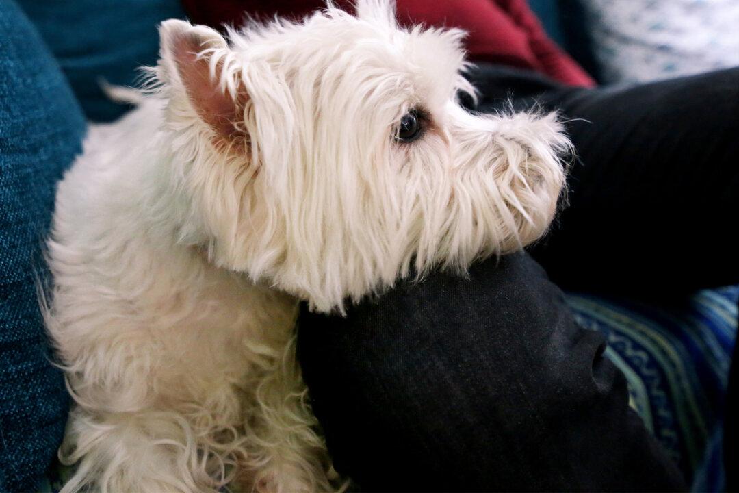 Border Collie Was So Diseased That He Couldn’t Be Pet–Until His Human Dad Adopted Him