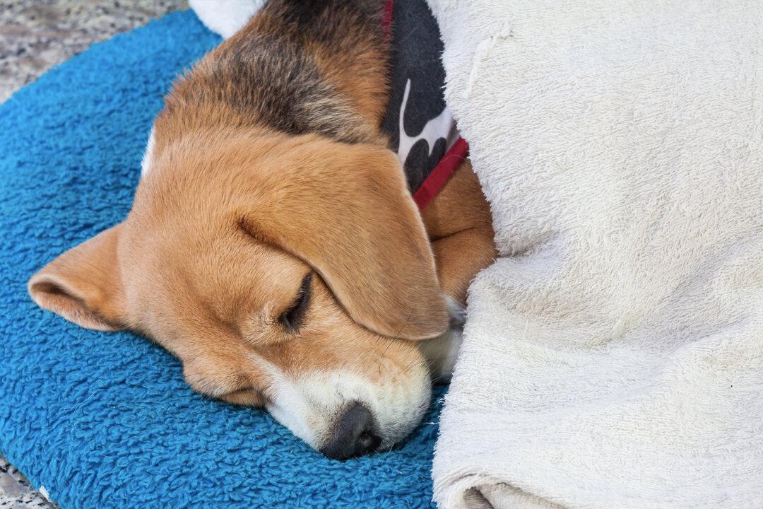 Injured Shar-Pei Abandoned in the Cold–but a Loyal ‘Friend’ Won’t Leave His Side for Days