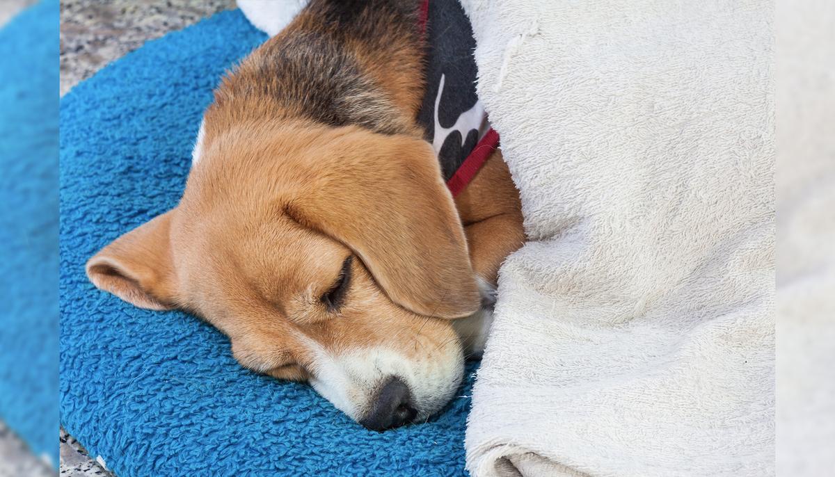Injured Shar-Pei Abandoned in the Cold–but a Loyal ‘Friend’ Won’t Leave His Side for Days