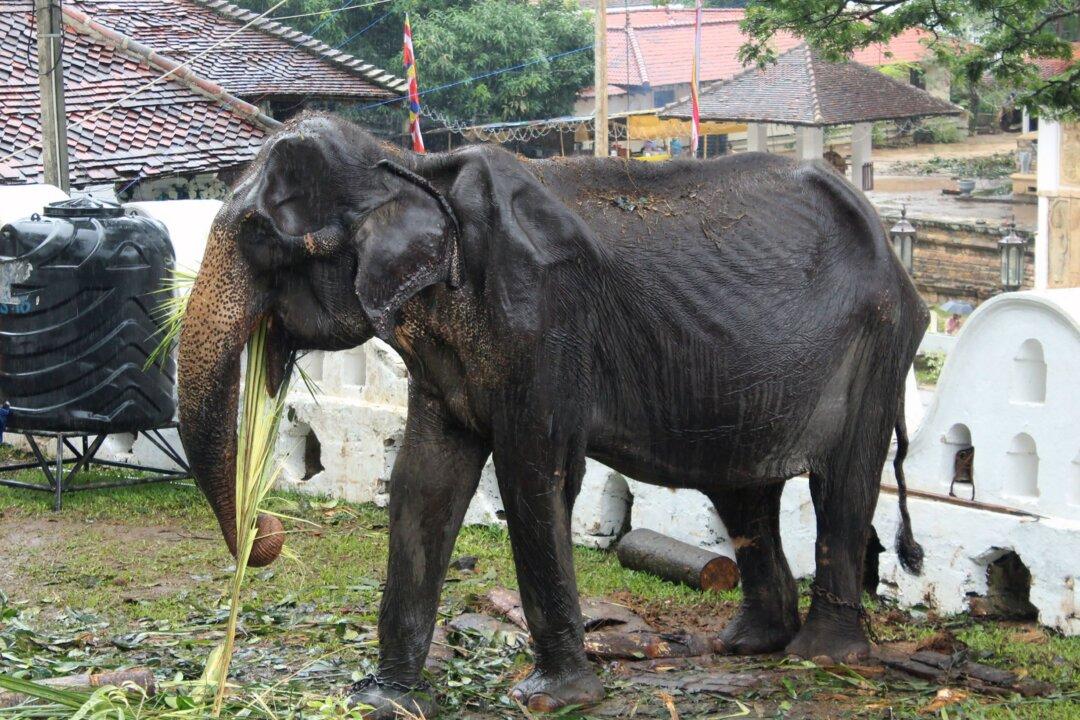 Sri Lankan Elephant Whose Photos Went Viral Later Collapsed, Says Minister