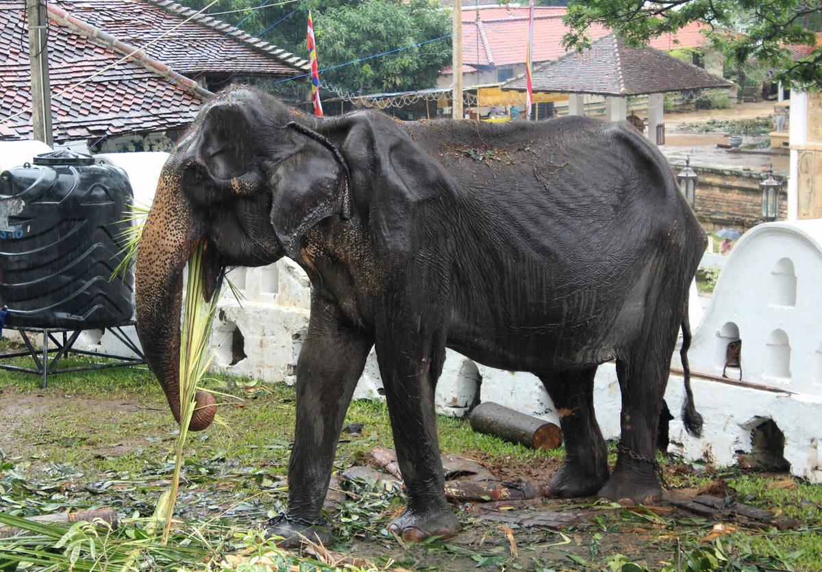 Sri Lankan Elephant Whose Photos Went Viral Later Collapsed, Says Minister
