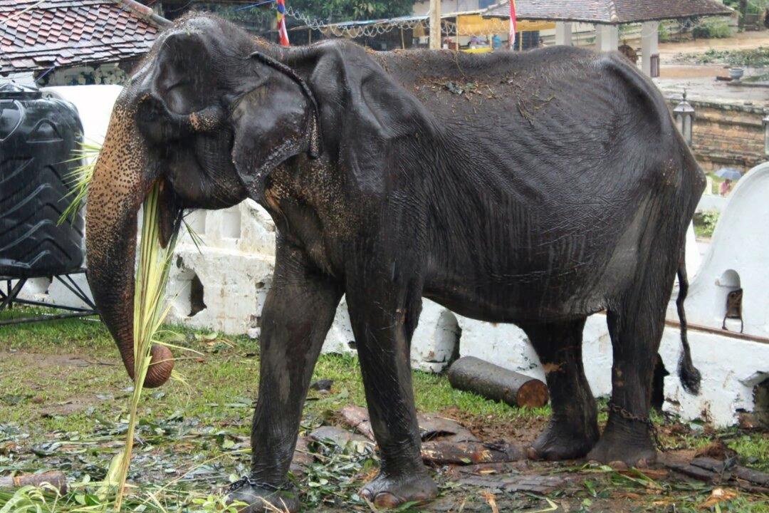 Heartbreaking Photographs Show Starving 70-Year-Old Elephant Forced to Perform in Sri Lankan Festival