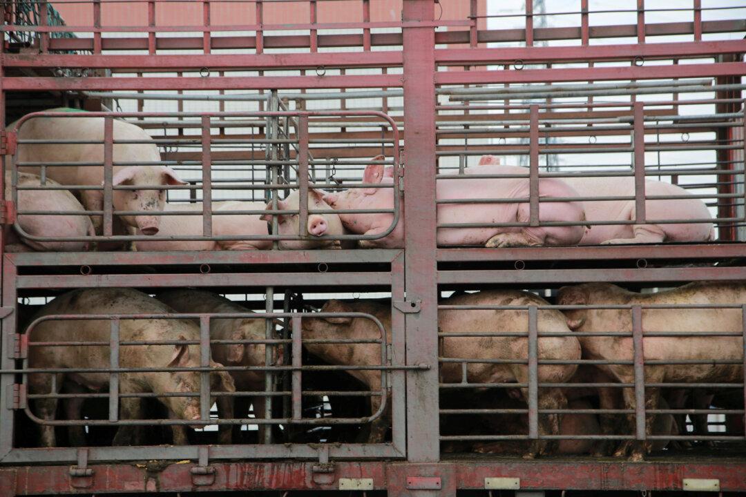 China Says Pig Herd Shrinks by 32 Percent in July Amid Swine Fever Outbreak