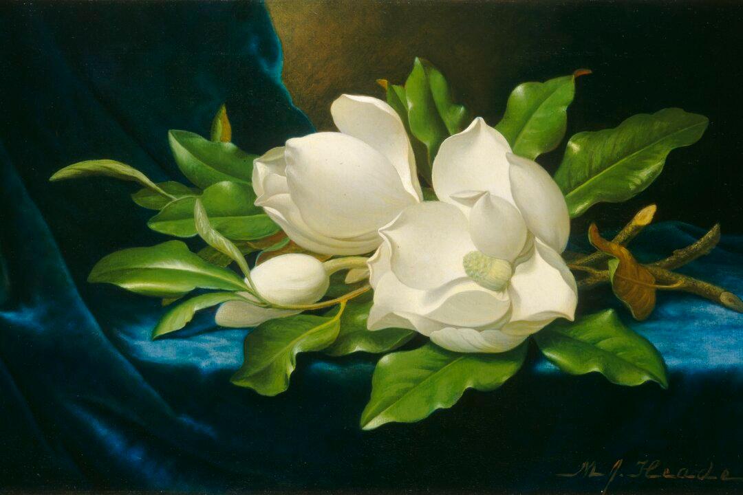 Three Beautiful Southern Magnolia Blooms