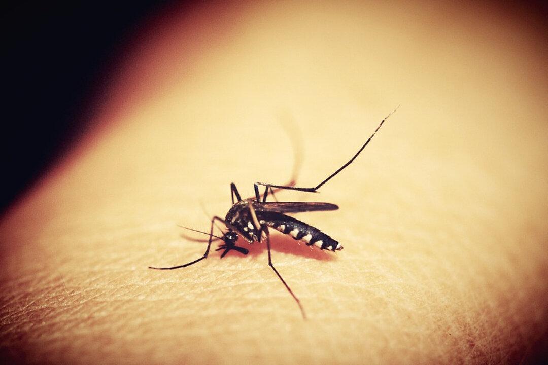 Woman Dies From Rare Eastern Equine Encephalitis Virus, Three Others Sickened in State