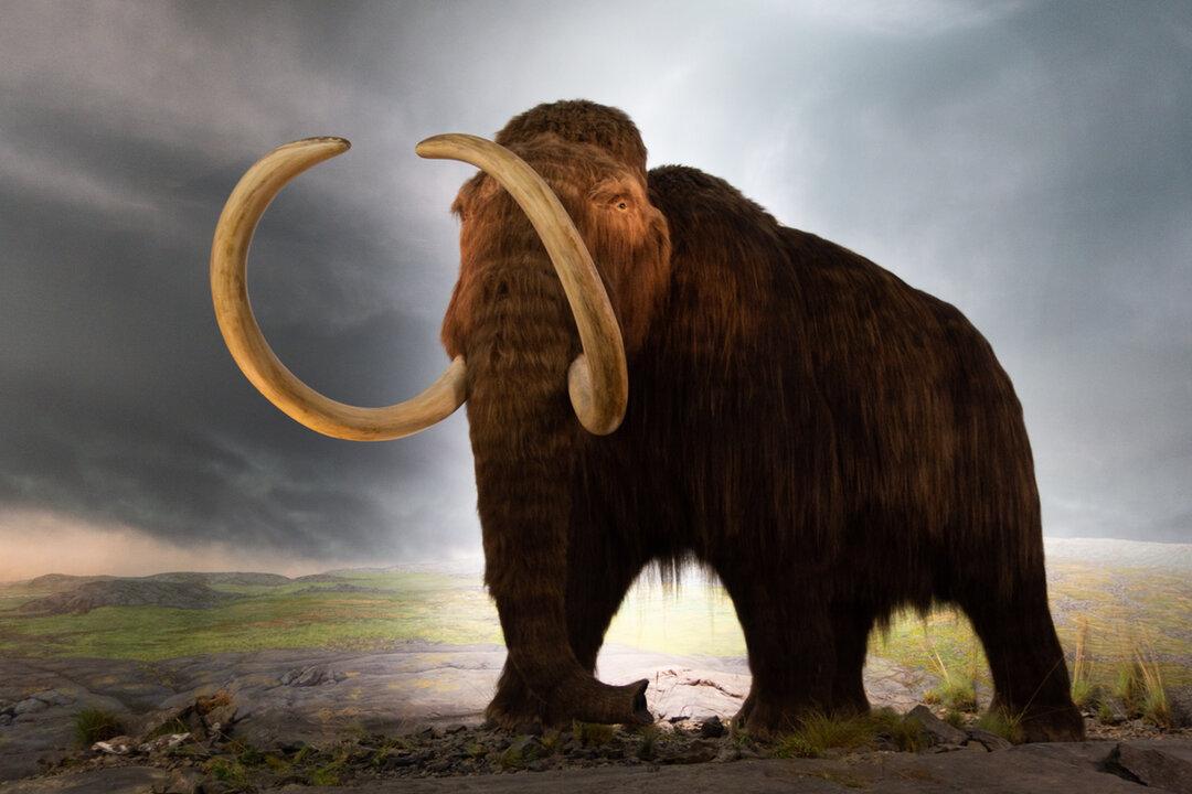 Woolly Mammoth Statue Defaced By Climate Protestors at Royal BC Museum