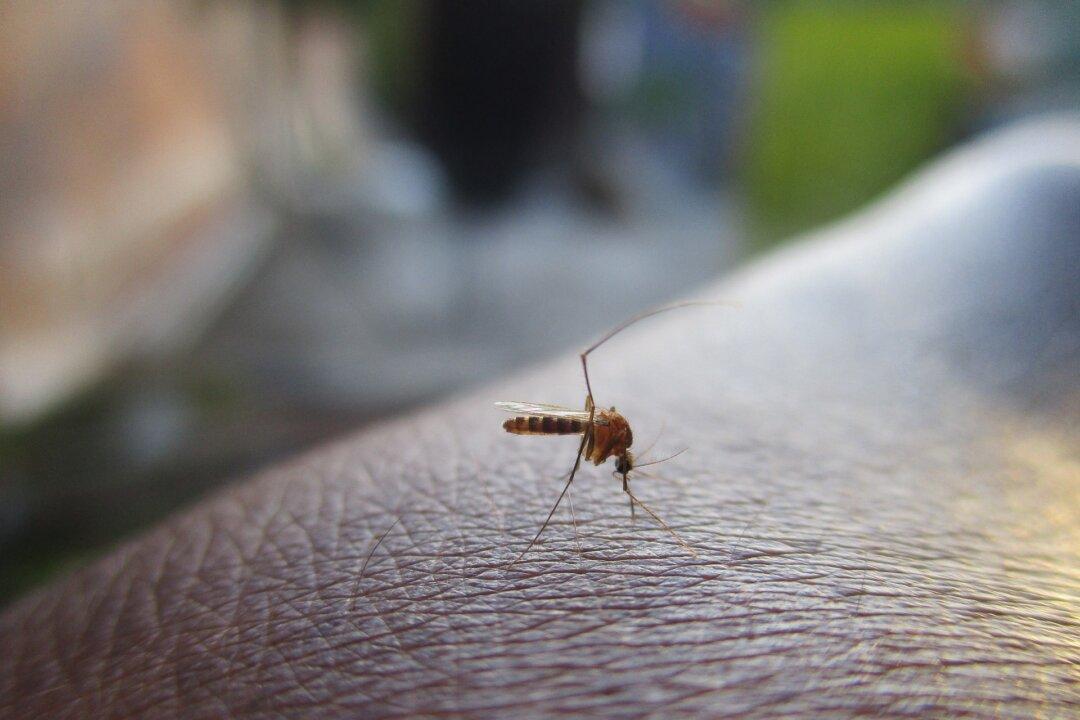 7-Year-Old Diagnosed With Mosquito-Transmitted Virus That Causes Brain Inflammation, Seizures