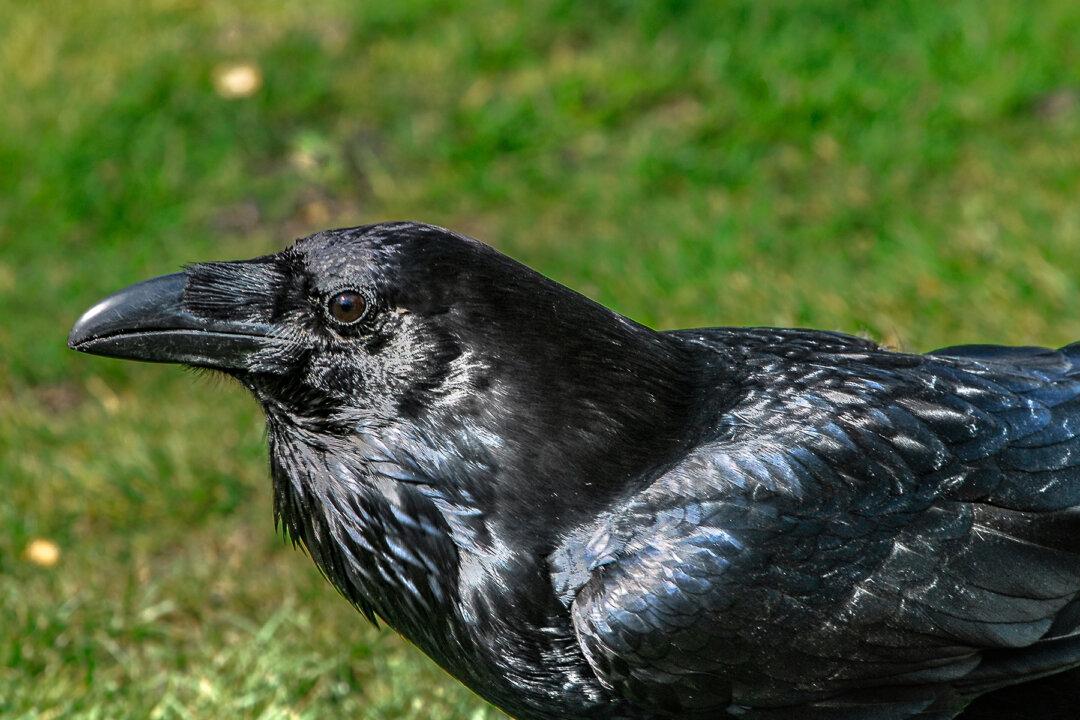 Crow That Looks Like a Tiny Gorilla Standing on Its Legs Has People Baffled