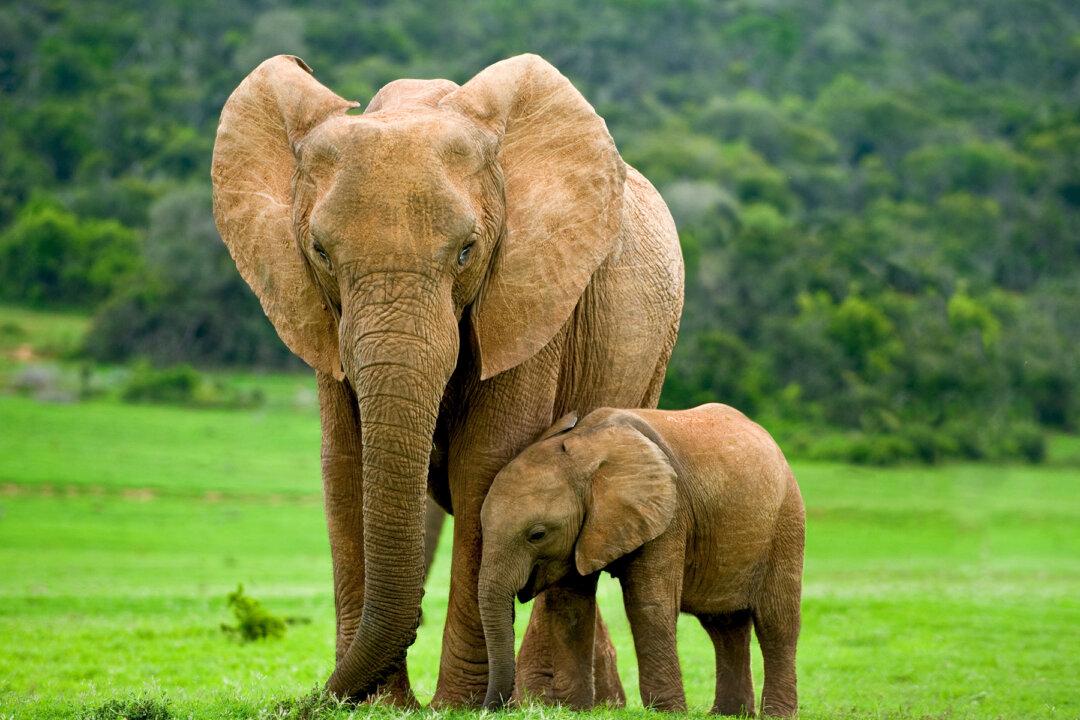 Ex-orphan Elephant Brings Her Babies on a Surprise Visit to Meet the Human Family Who Saved Her