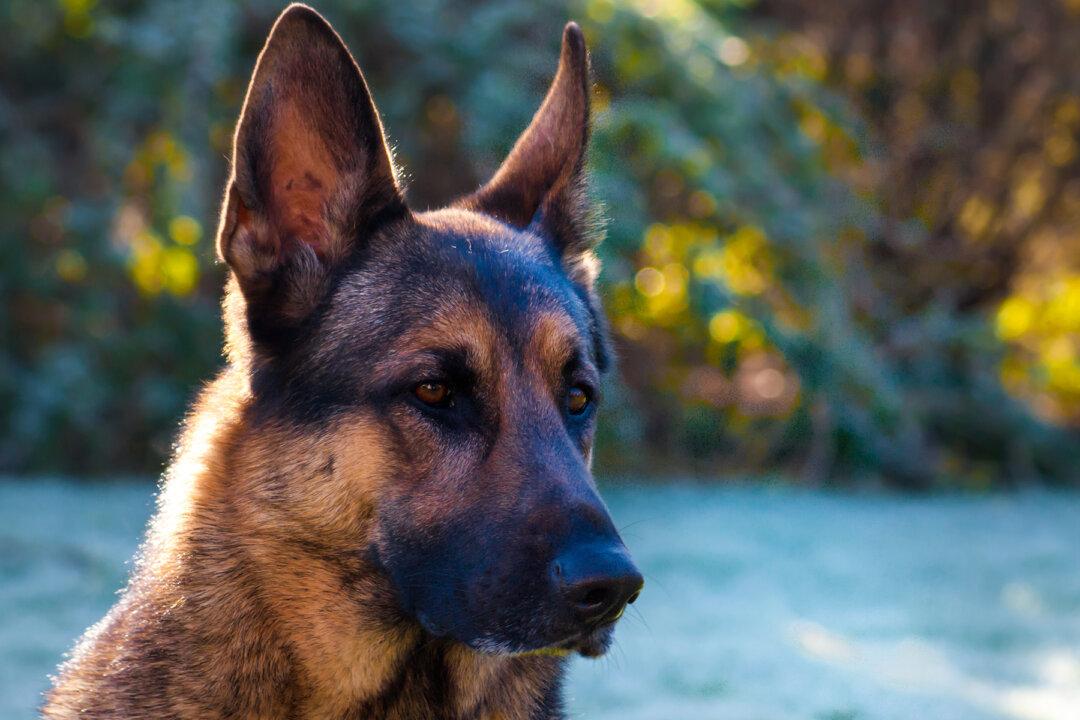 German Shepherd ‘Teaches’ Thief a Serious Lesson and Saves Owner’s Property