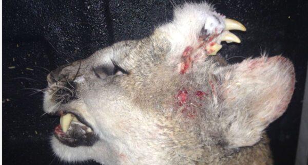 (Idaho Fish and Game)
