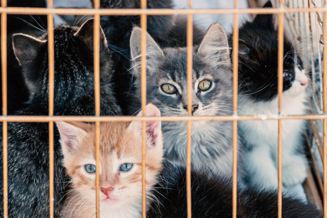 Humane Society Volunteers Rescue Over 600 Cats From Being Made Into Sausages in China