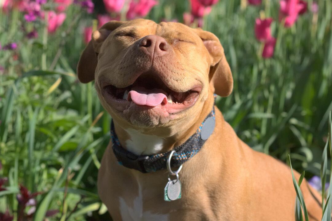 Unsteady Heartbeat May Be Normal in Dogs