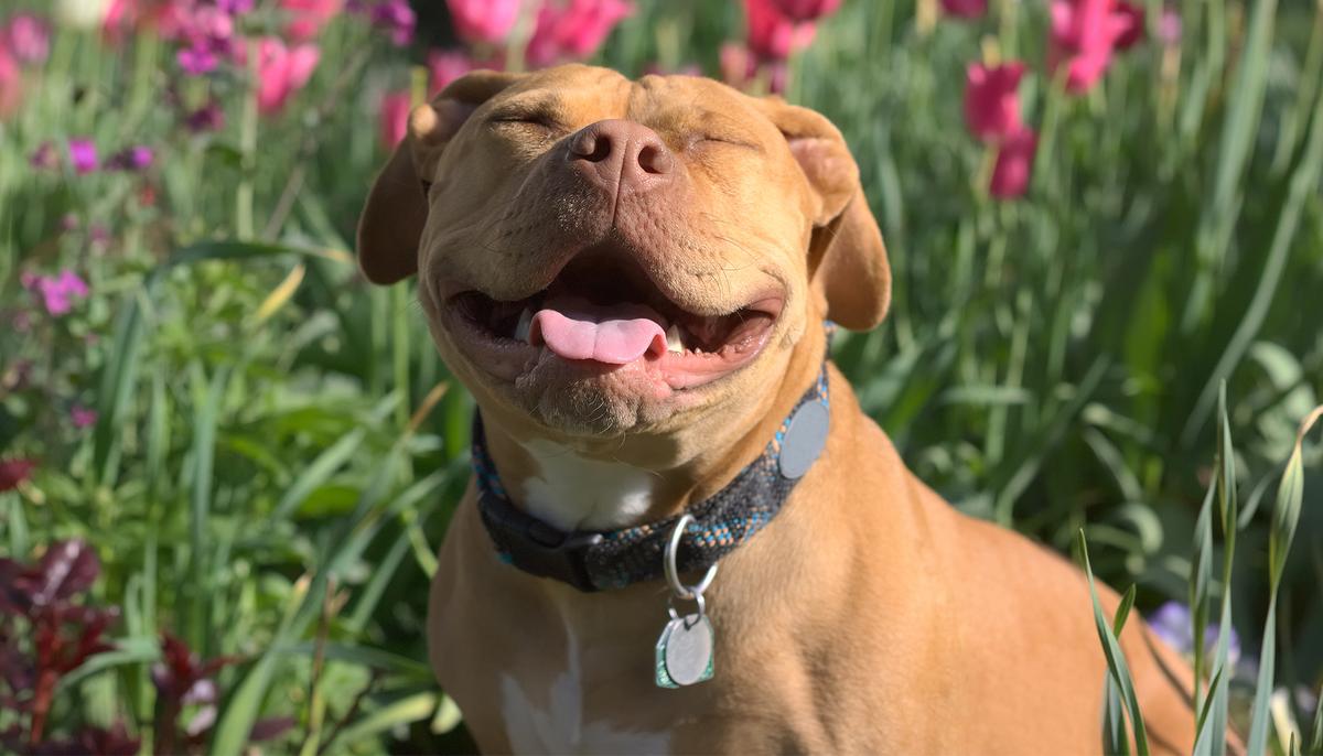 Unsteady Heartbeat May Be Normal in Dogs