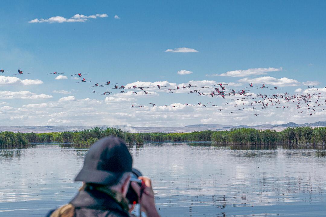 Stunning Photographs Show Starlings Forming a ‘Giant Bird’ to Ward Off Predator