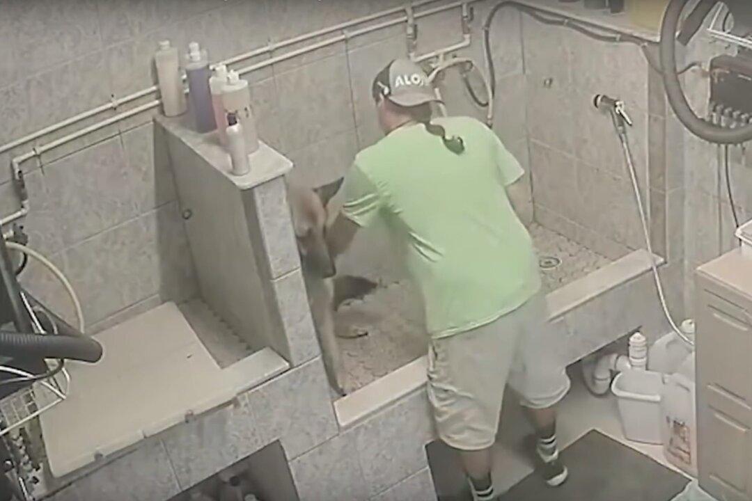 Sheriff Issues Warning After Dog Groomer Caught on Camera Committing This Horrific Act