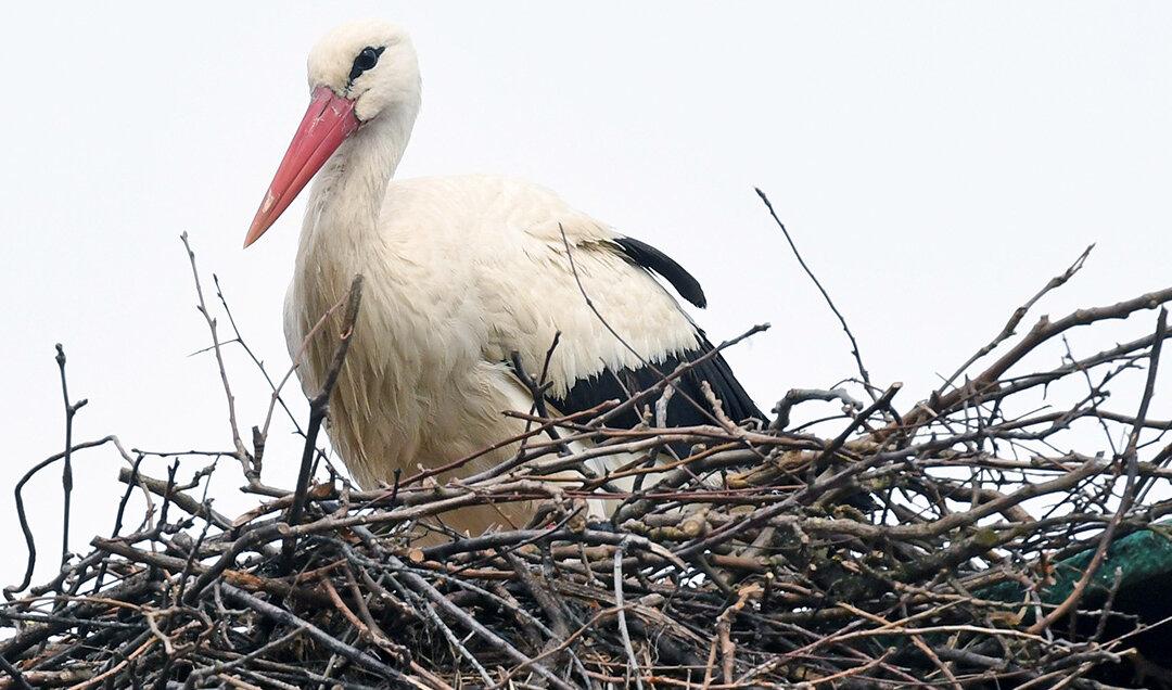Rescued Stork Malena’s Love Story Inspires Carer to Protect Birds From Poachers