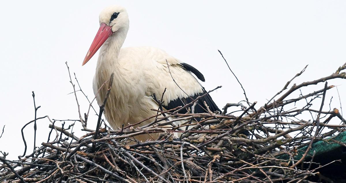 Rescued Stork Malena’s Love Story Inspires Carer to Protect Birds From Poachers