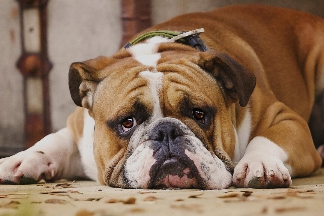 Vet Adopts Incontinent Bulldog Pup After Family Doesn’t Want Him Anymore