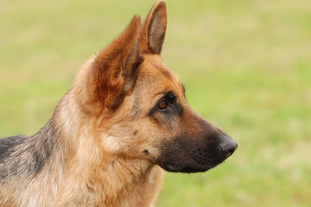 Dog Tumbles Off Boat During Family Trip and Journeys 18 Miles to Reunite With Her Owners
