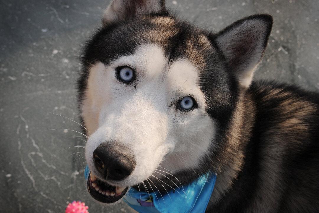 Big Dog in Elevator Surprises Employees, Here’s the Reason It was There