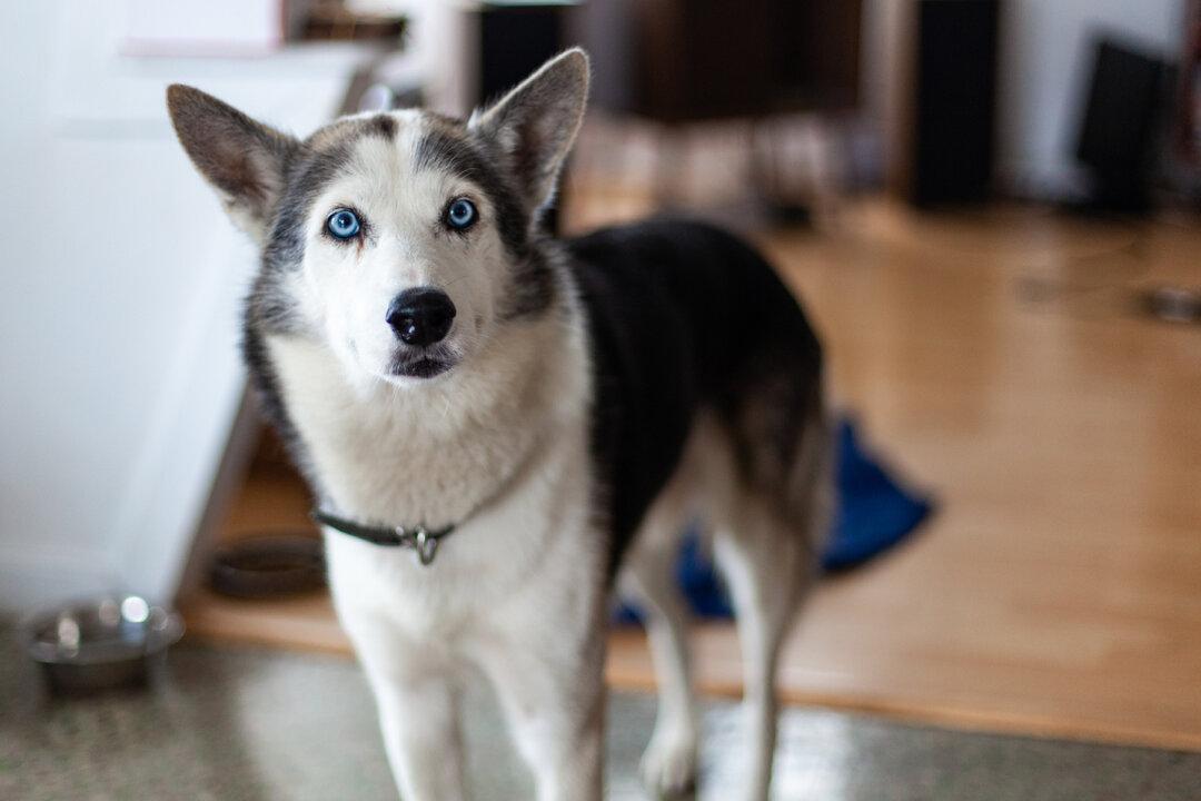 Video: Husky Pretends Not to Know What Happened to Owner’s Missing Shoe